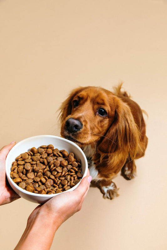 Top 10 des aliments dangereux pour les chiens et chats à éviter absolument