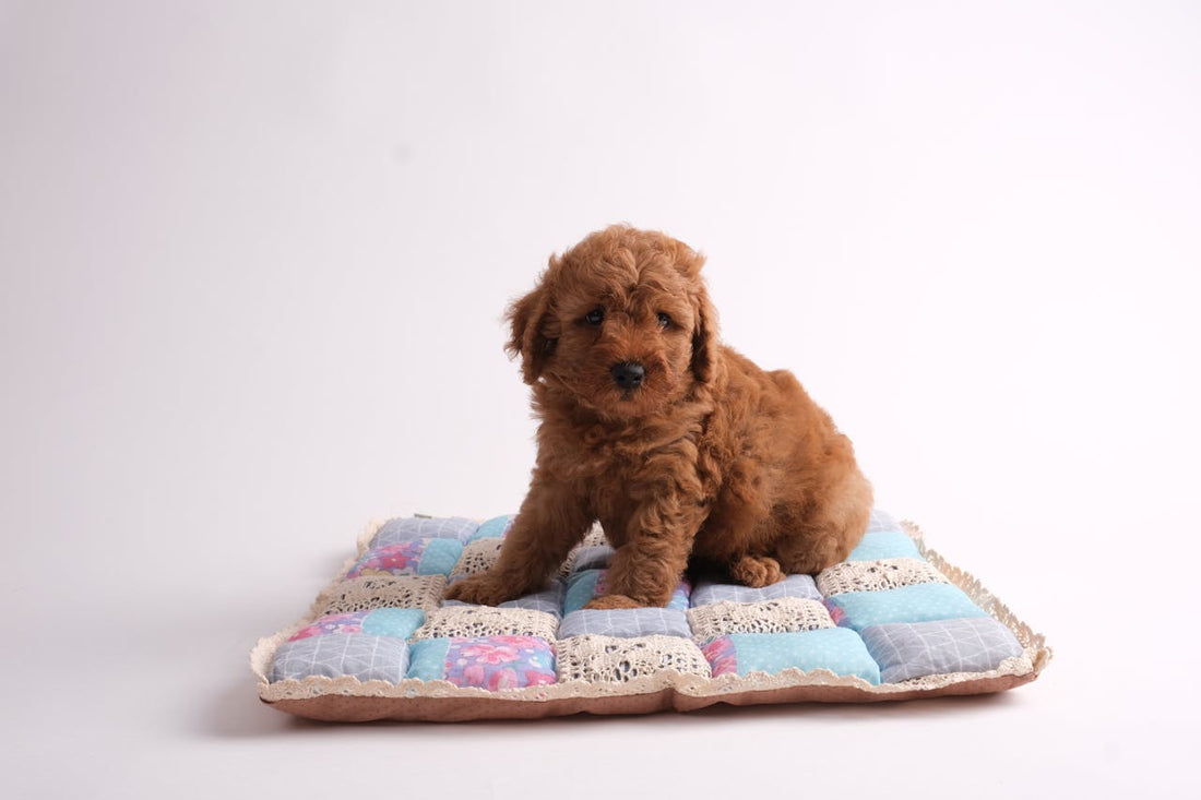 Croquettes ou pâtée : Quelle est la meilleure alimentation pour mon chien ?