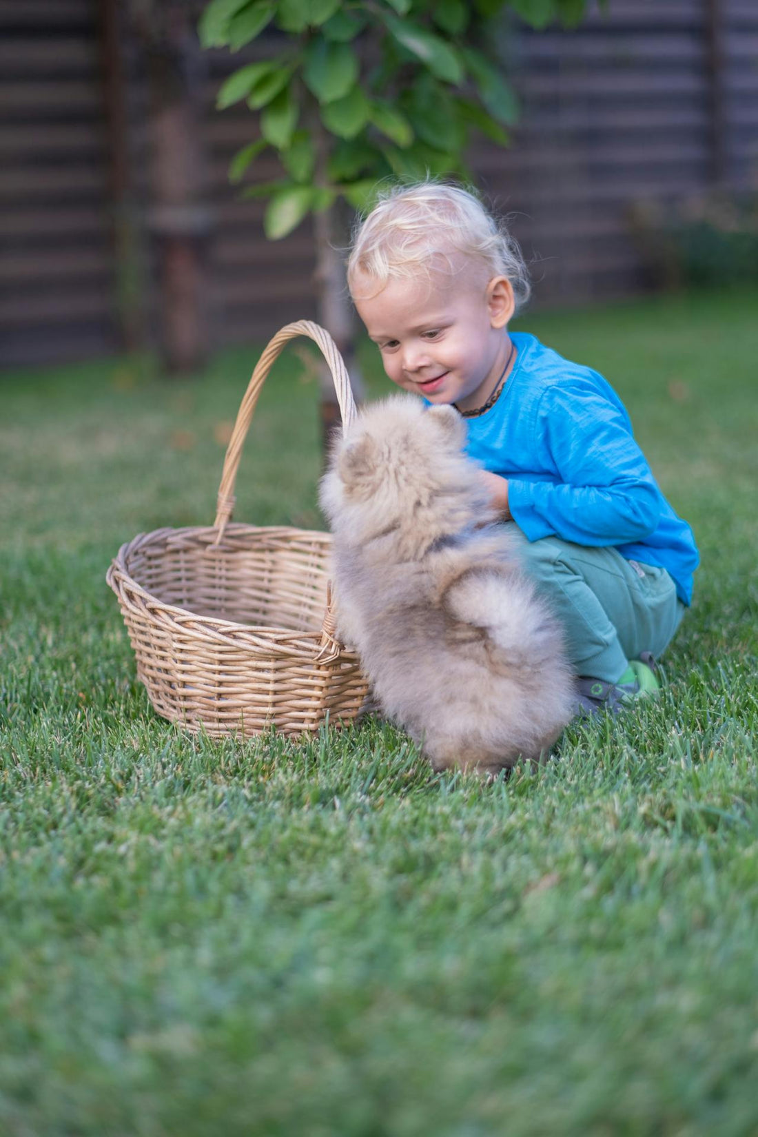 Comment nourrir mon chien senior pour préserver sa santé et sa vitalité ?