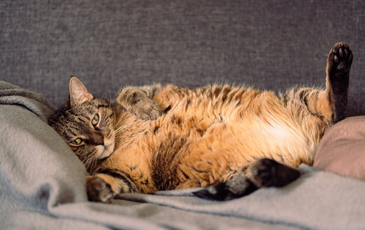 Comment choisir les croquettes parfaites pour un chat stérilisé ?