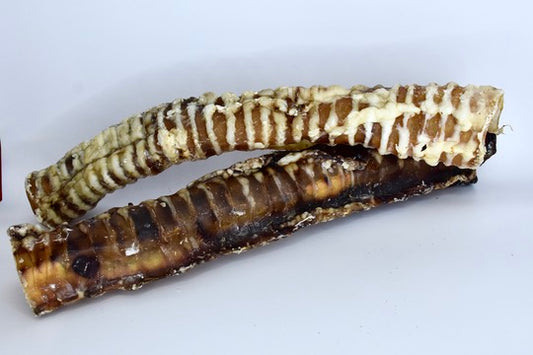 Trachée de boeuf